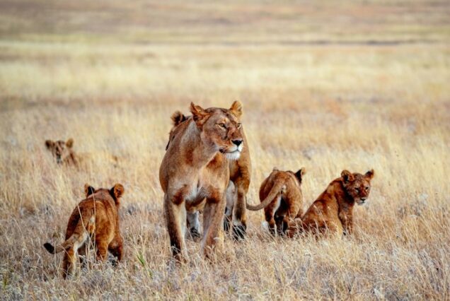 7 Days Tanzania Big Five Safari